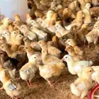 يوجد البط بكيني يوجد رومي صغير يوجد دجاج فرنسي