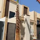 نخل واشنطن زينه