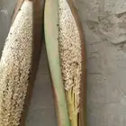 نقوم بتوريد انخيل وزرعته وفحال انخيل نخل طيب