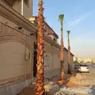 نخل واشنطن للبيع