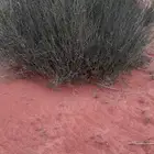 مرخ للحنيذ