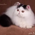 للبيع ذكر بيرشن بيكي فيس مسجل في CFA