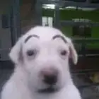 قطط كلاب طيور