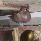 حمام كنق زوج منتج وفرايد