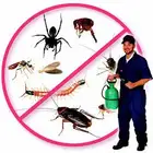 رش جميع انواع الحشرات بدون رائحه