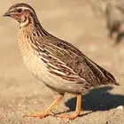 طيور السمان سمان بلدي فري