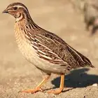 سمان مذبوح غير منتف العدد 50 حبه صيد امس واليوم