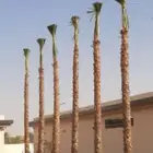 نخل واشنطن زينه