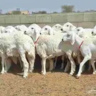 رخال مقاني صنف دفيع تأسيس مراح العدد 20 للقناي