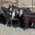 معزا عوارض سرحه للبيع العدد 14 بالفحل دفيع
