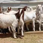 عرض معزا مصريات صغار سنون منوه القناي العدد 8 دفيع