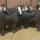 عرض معزا عوارض منوه القناي العدد 10 دفيع