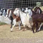 معزا مشاريك العدد 8 دفيع للقناي منايح