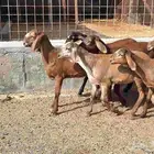 رخال سواكن حمريه تيلاد شرط العدد 6 للقناي