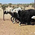 غنم نجدي مقاني العدد 6 با الفحل تحتها 2 للقناي