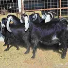 عوارض منايح شرط الدفيع علي السونار العدد 8 للقناي