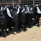 جفرات عوارض مراح دفيع العدد 18 با الفحل للقناي