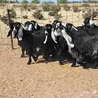 جفرات عوارض تأسيس مراح من الدرجه الاولي العدد 12 للقناي