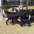 معزا منايح خلفات العدد 4 تحتها 4 للقناي