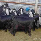 معزا عوارض نوادر للبيع العدد 13 بالفحل دفيع