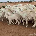 غنم حريات طيبه دفيع ومضريع العدد 19 تحتها 4 للقناي