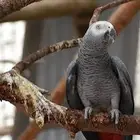 ببغاء
