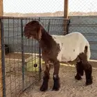 جزاز غنم نعيم ونجد وحري ماكينه بي جميع المحاف