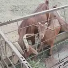 تأسيس مراح فحل تؤم