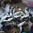 حمام للبيع