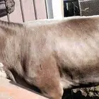 للبيع بقرة سويسرية