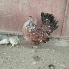 ل البيع دجاجه معاها 5 صيصان و دجاجة بياضه