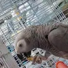 African Cockatoo Parrot