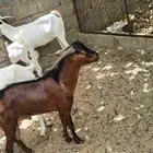تيس ادهم ثني