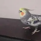 ببغاء كروان أليف