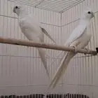جوز كروان البينو .