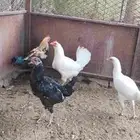 دجاج ل البيع