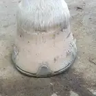 horse farrier
