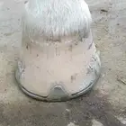 horse farrier