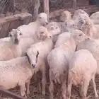 رخال