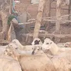 رخال