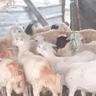 رخال