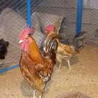 ديوك منوعه للبيع
