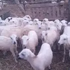 رخال