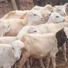 رخال