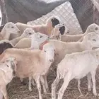 رخال