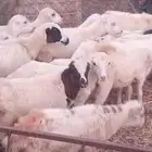 رخال