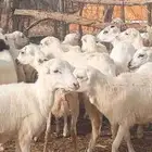 رخال رفيدي العدد 50