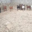 للبيع 10 جفير بفحلها