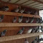 حمام دحل و زاجل