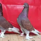 حمام تركي